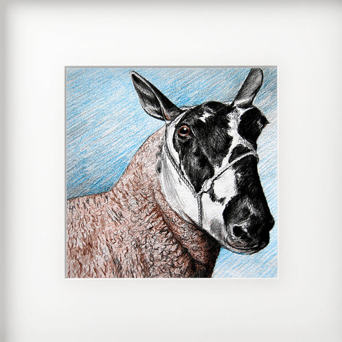 Mounted Print - (Unframed) - Welsh Mule